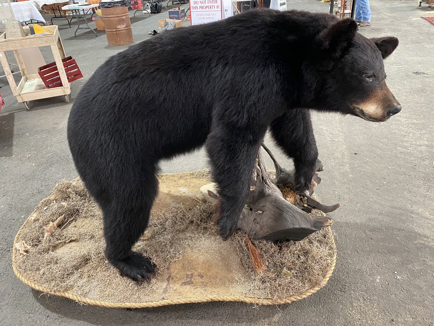 Image for Black Bear Mount, White Tail Deer Mounts, Safe, Furniture, China and Glassware