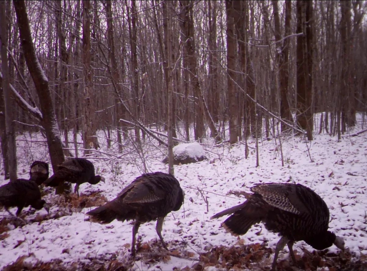 Image for Barron County 73 Acres Organic Farm and Hunting Land