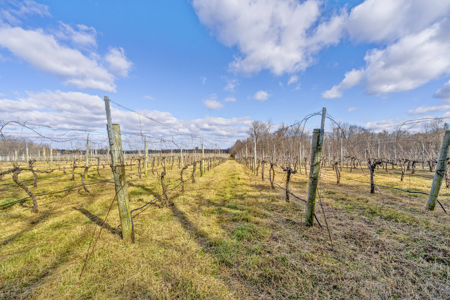 Image for 109 +/- Acres w/3 BR/2 BA  Farm House, Outbuildings & Grapevines/Vineyard--Essex County, VA