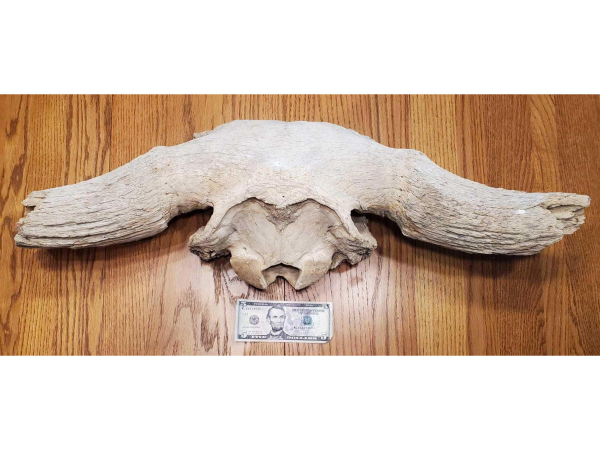 Image for Gail Niebrugge Living Estate Auction