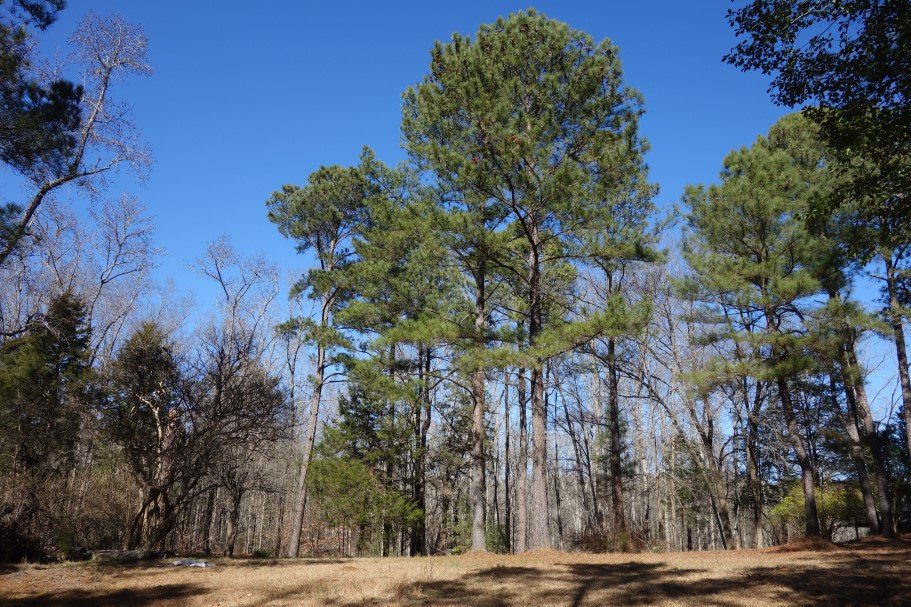 108.53 Acres Peach Road Ridgeway, SC