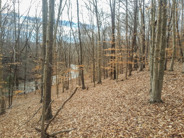 Image for REAL ESTATE AUCTION: 12± Acres, River Road, Amherst, VA