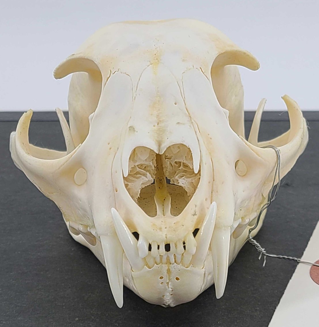 Image for 2021 Fur Rondy Online Fur Auction Week 1