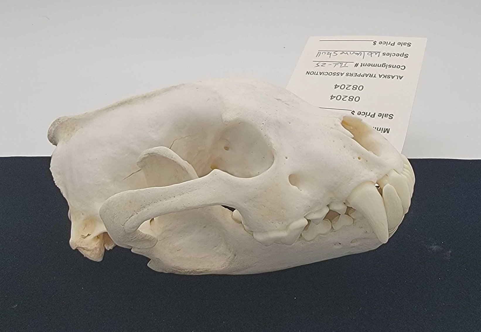 Image for 2021 Fur Rondy Online Fur Auction Week 1