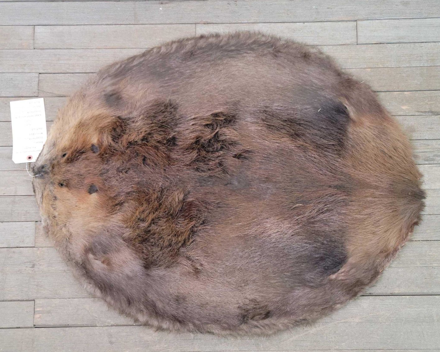 Image for 2021 Fur Rondy Online Fur Auction Week 1