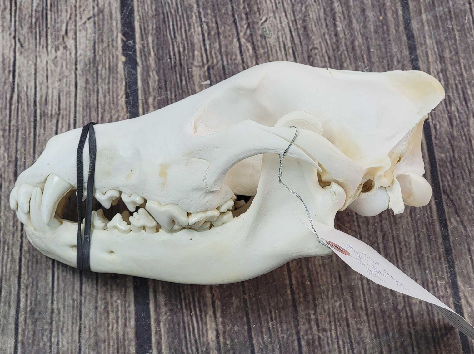 Image for 2021 Fur Rondy Online Fur Auction Week 1