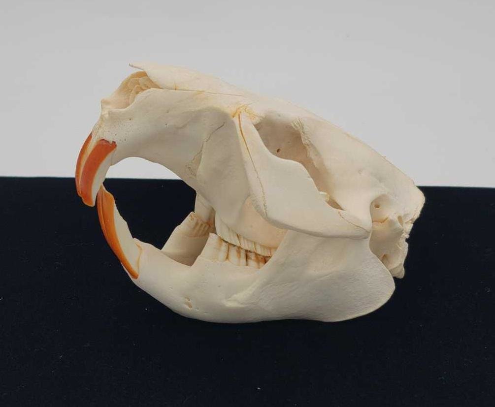 Image for 2021 Fur Rondy Online Fur Auction Week 1