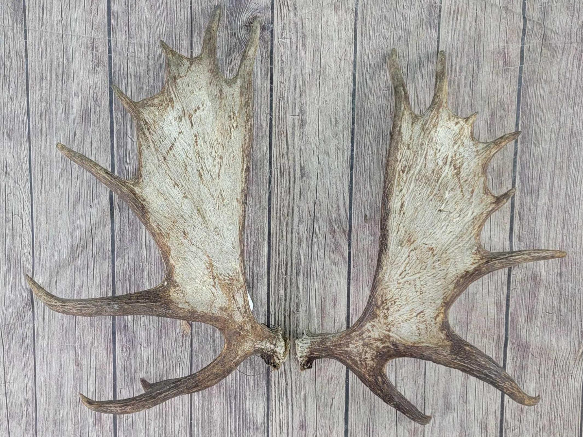 Image for 2021 Fur Rondy Online Fur Auction Week 2