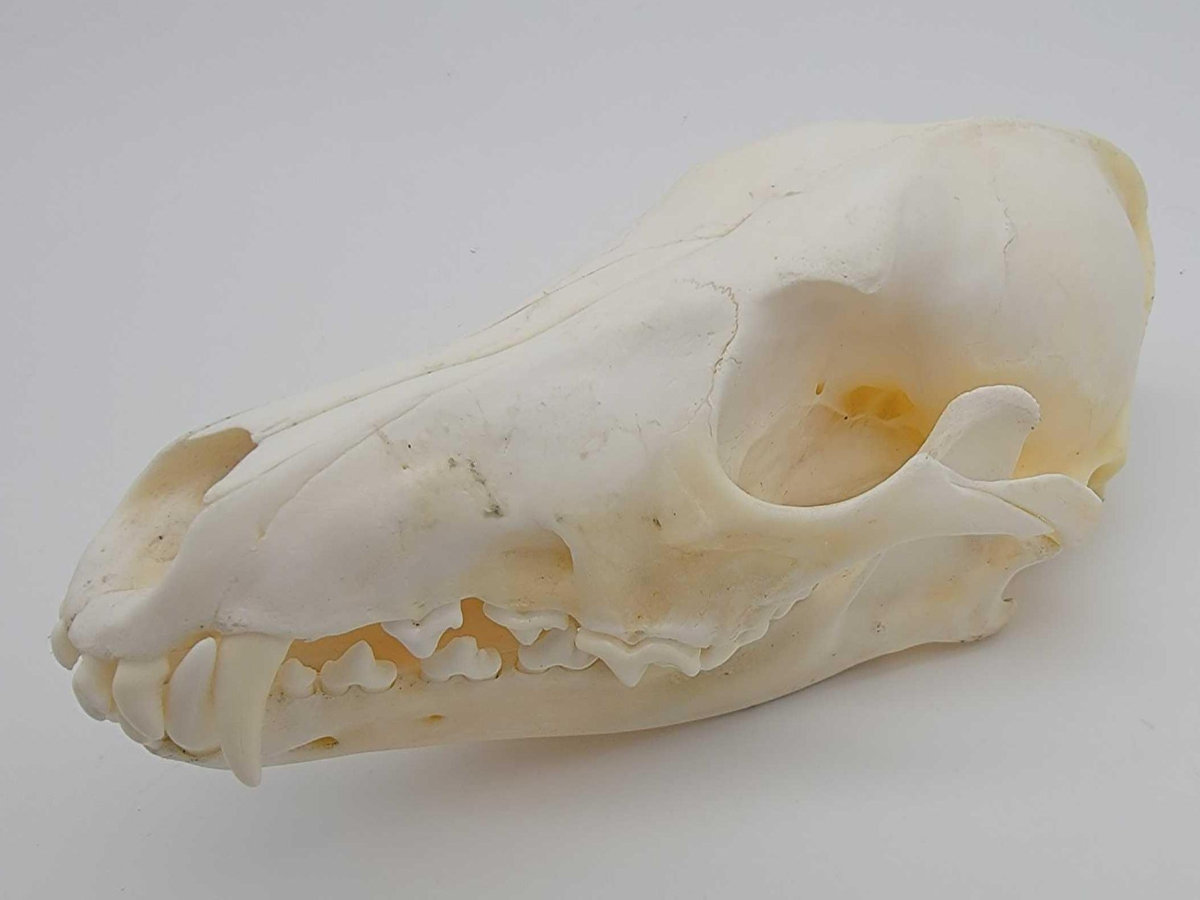 Image for 2021 Fur Rondy Online Fur Auction Week 2