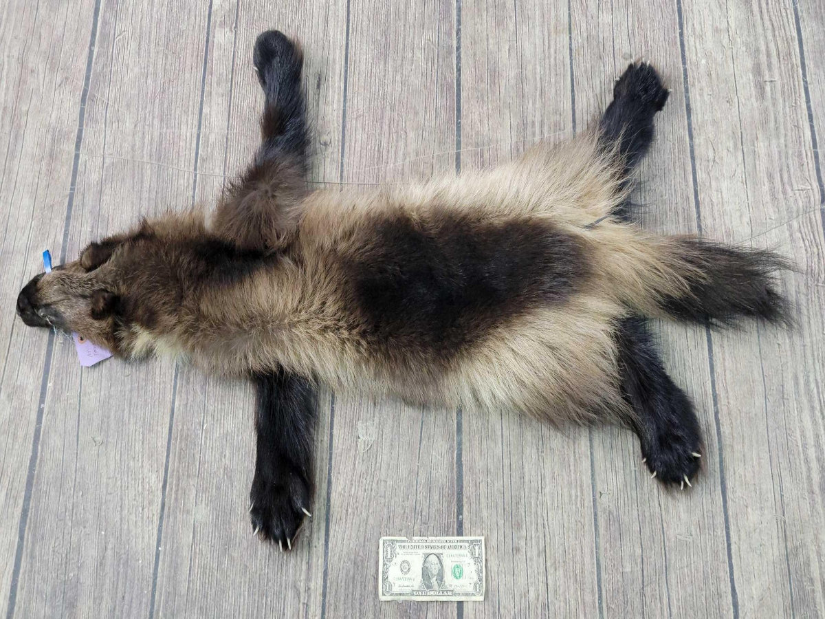 Image for 2021 Fur Rondy Online Fur Auction Week 2