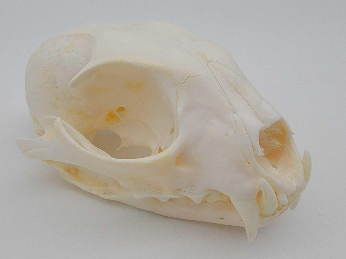 Image for 2021 Fur Rondy Online Fur Auction Week 2