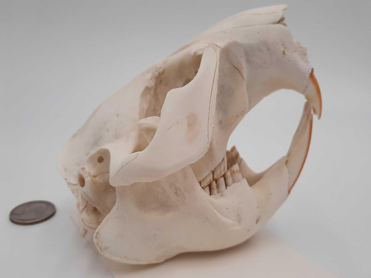 Image for 2021 Fur Rondy Online Fur Auction Week 2