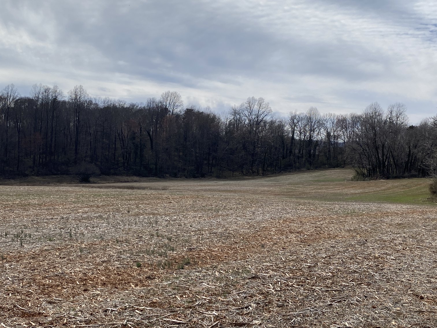 Image for 78.9 +/- Acres of Land in Madison County, VA--SELLING to the HIGHEST BIDDER!!