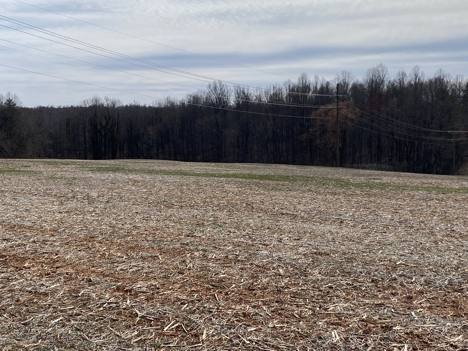 Image for 78.9 +/- Acres of Land in Madison County, VA--SELLING to the HIGHEST BIDDER!!