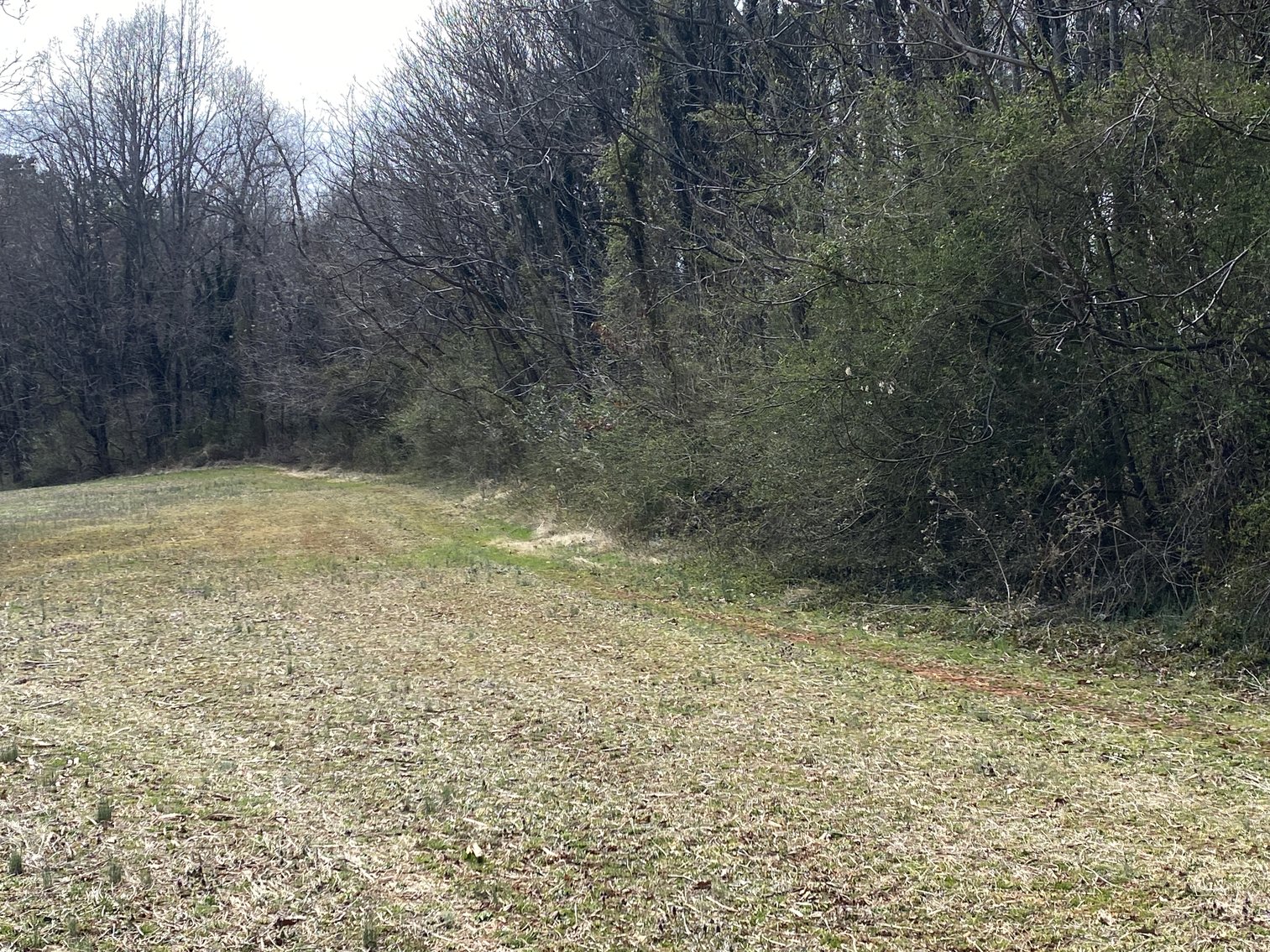 Image for 78.9 +/- Acres of Land in Madison County, VA--SELLING to the HIGHEST BIDDER!!