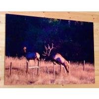 Image for Harold Johnson Benefit Auction