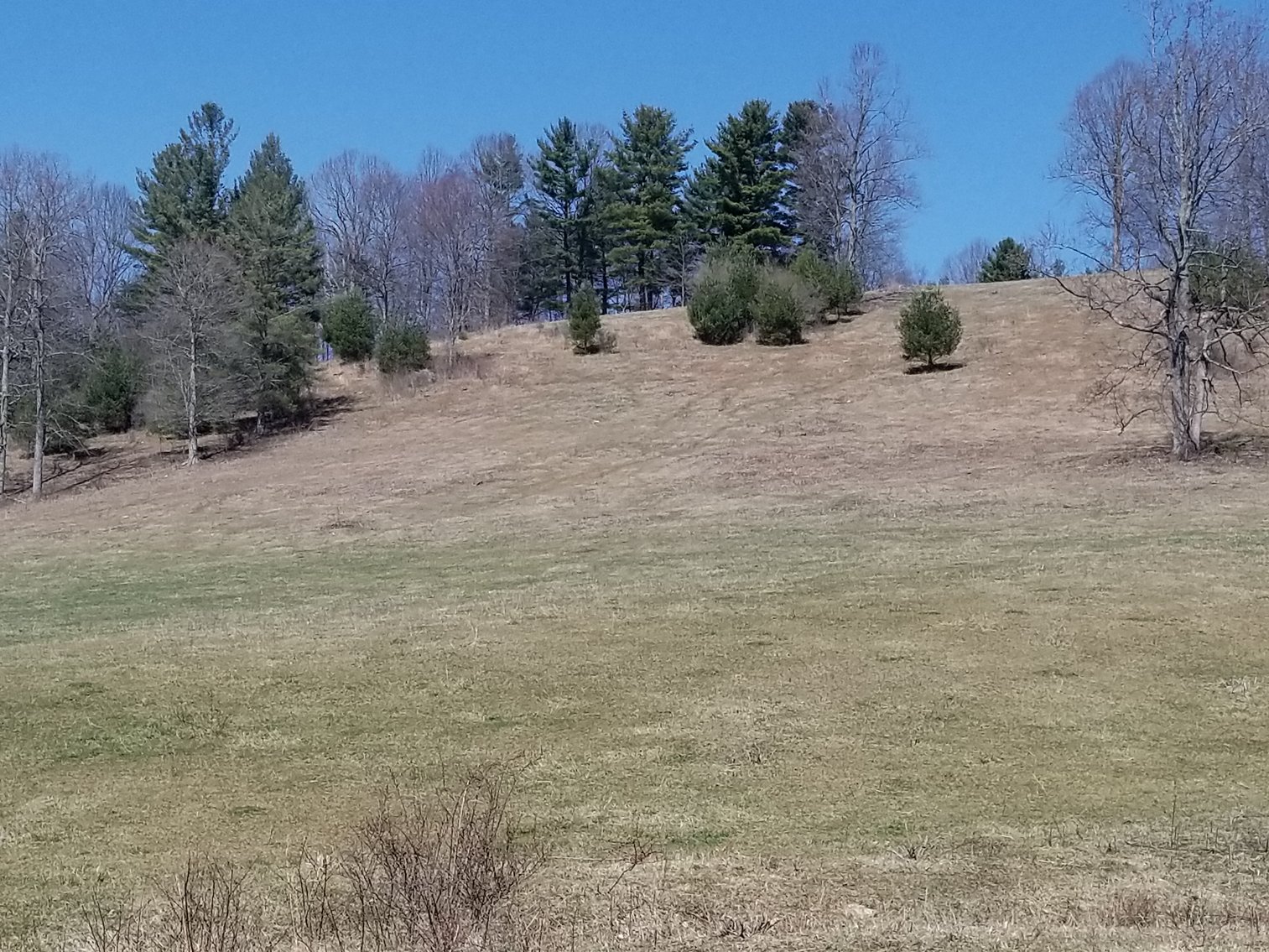 Image for Primtimber Auction