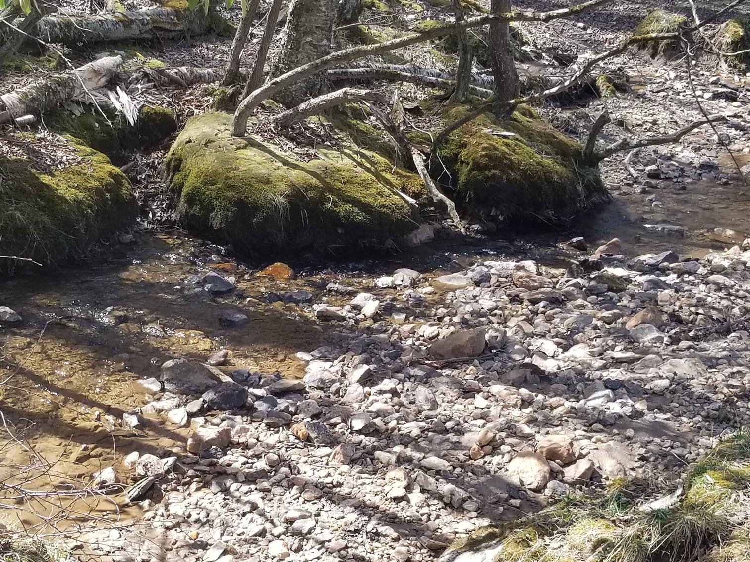 Image for Primtimber Auction