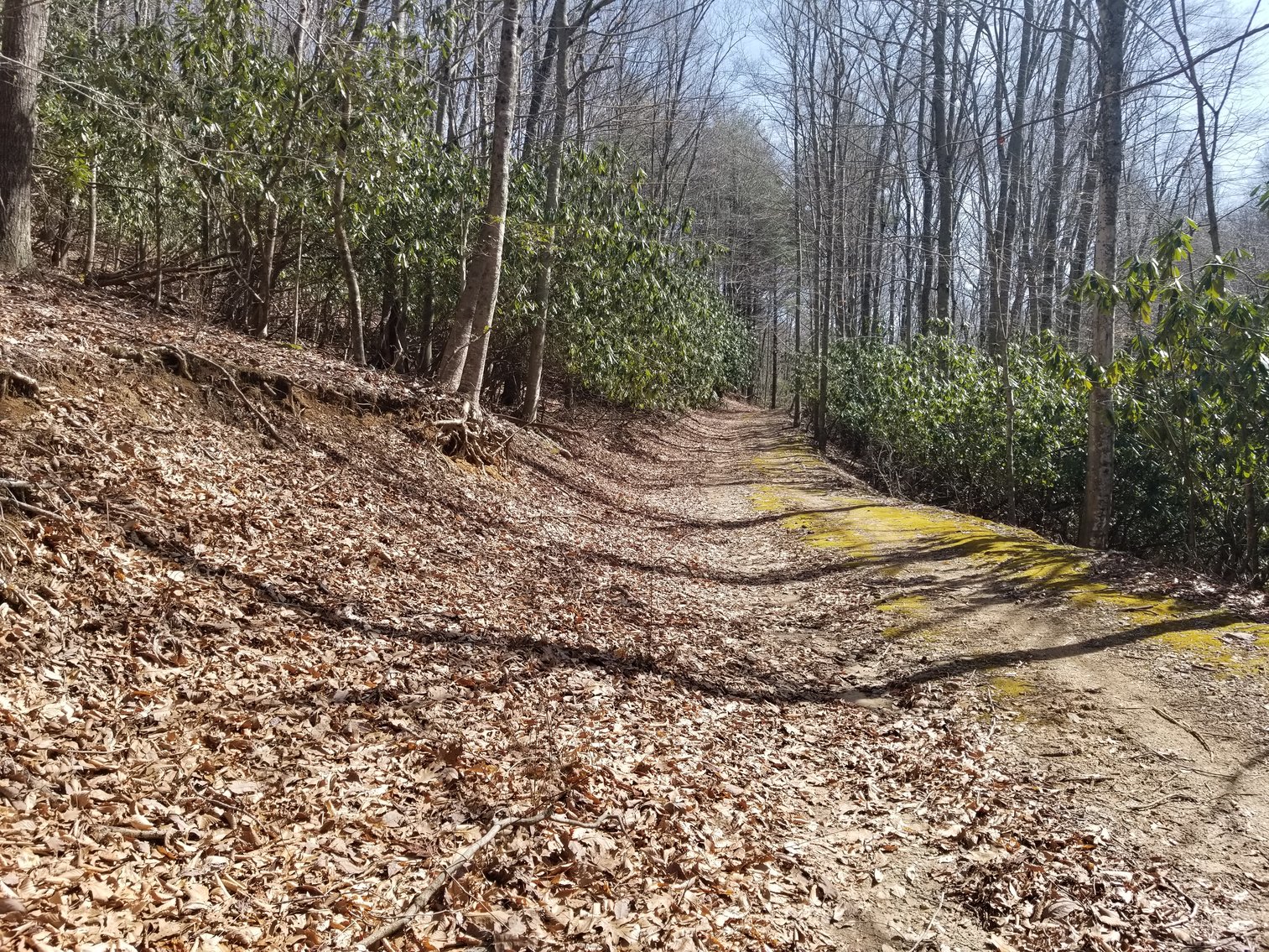 Image for Primtimber Auction