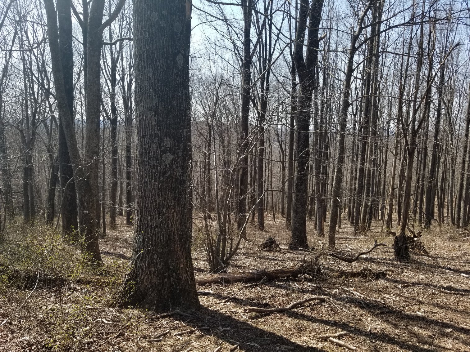 Image for Primtimber Auction