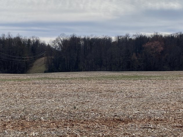 Image for 78.9 +/- Acres of Land in Madison County, VA--SELLING to the HIGHEST BIDDER!!