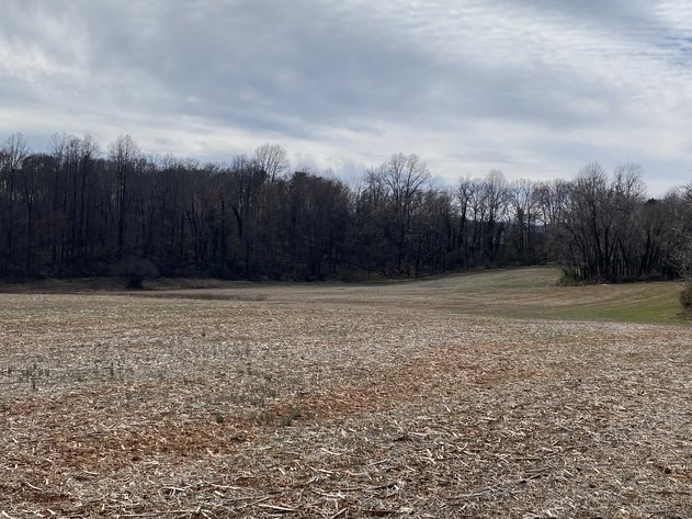 Image for 78.9 +/- Acres of Land in Madison County, VA--SELLING to the HIGHEST BIDDER!!