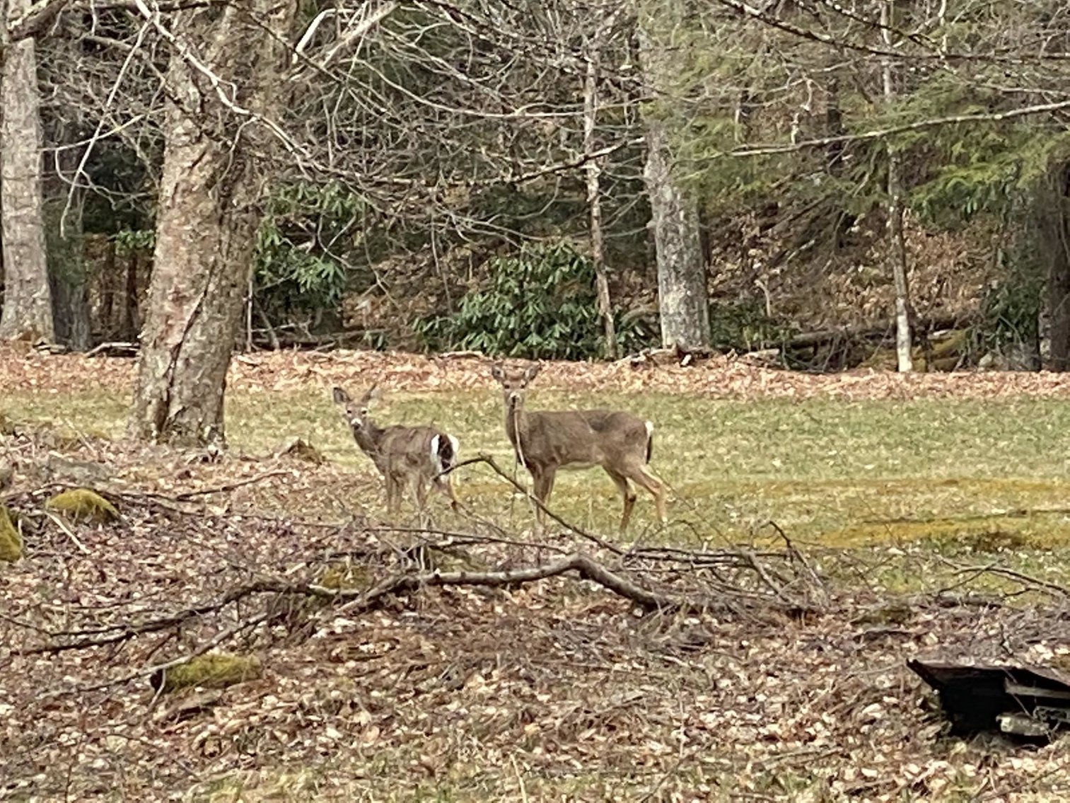 Image for SOLD $242,000 - Hunting Camp on 98 Acres with 3 Bedroom Home