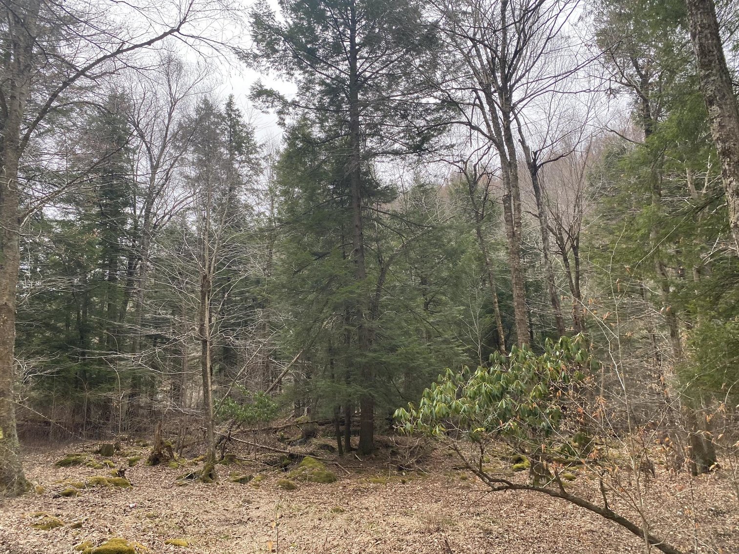 Image for SOLD $242,000 - Hunting Camp on 98 Acres with 3 Bedroom Home