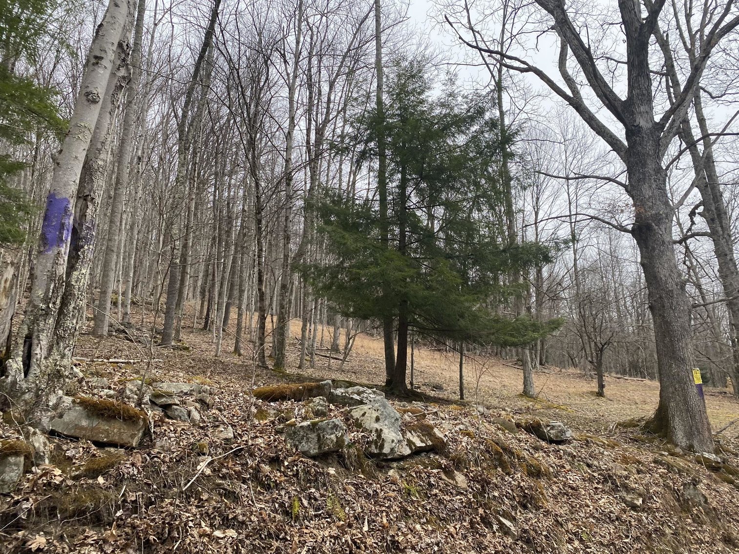 Image for SOLD $242,000 - Hunting Camp on 98 Acres with 3 Bedroom Home