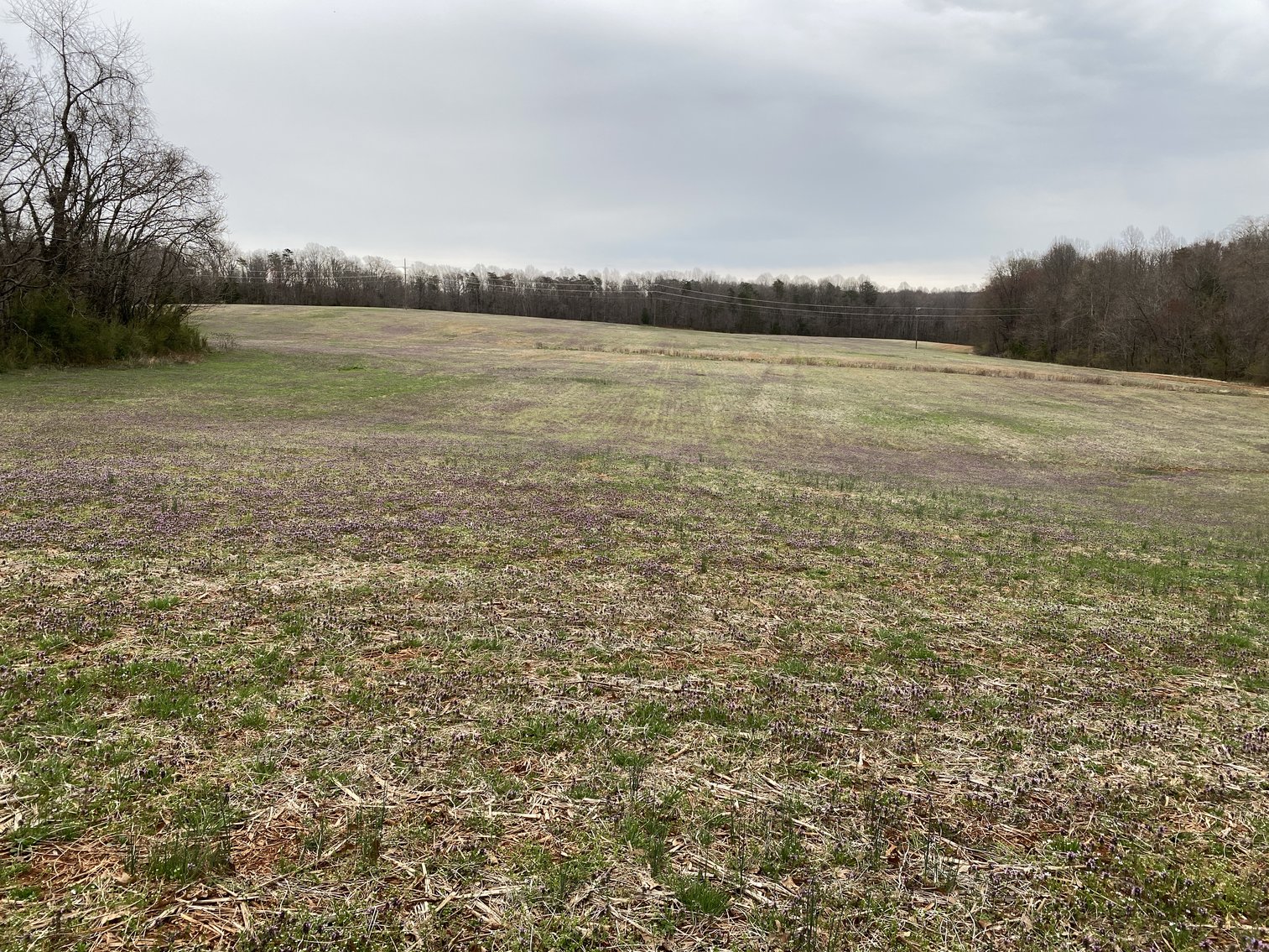 Image for 78.9 +/- Acres of Land in Madison County, VA--SELLING to the HIGHEST BIDDER!!