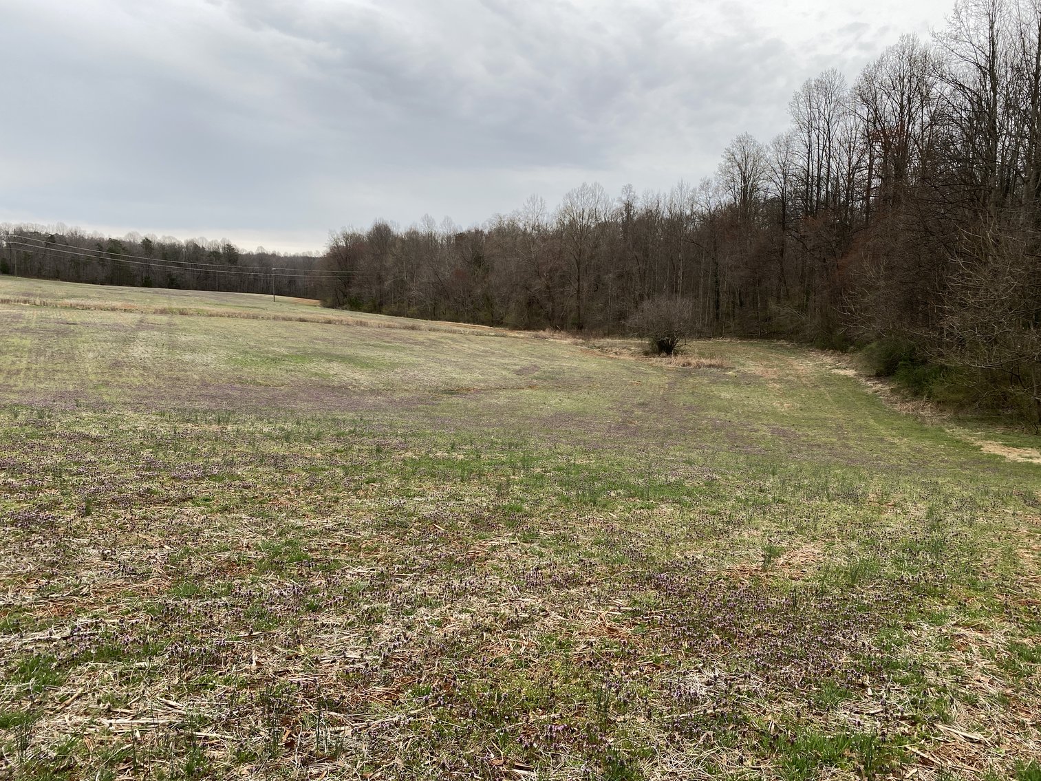 Image for 78.9 +/- Acres of Land in Madison County, VA--SELLING to the HIGHEST BIDDER!!