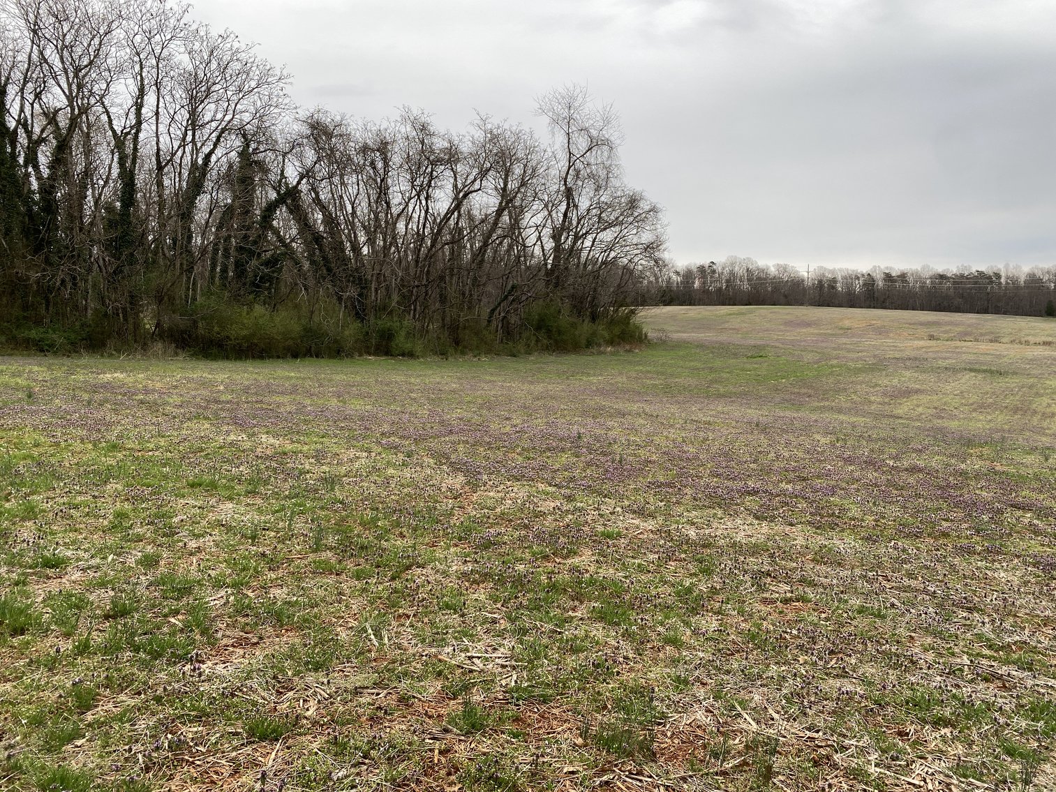 Image for 78.9 +/- Acres of Land in Madison County, VA--SELLING to the HIGHEST BIDDER!!