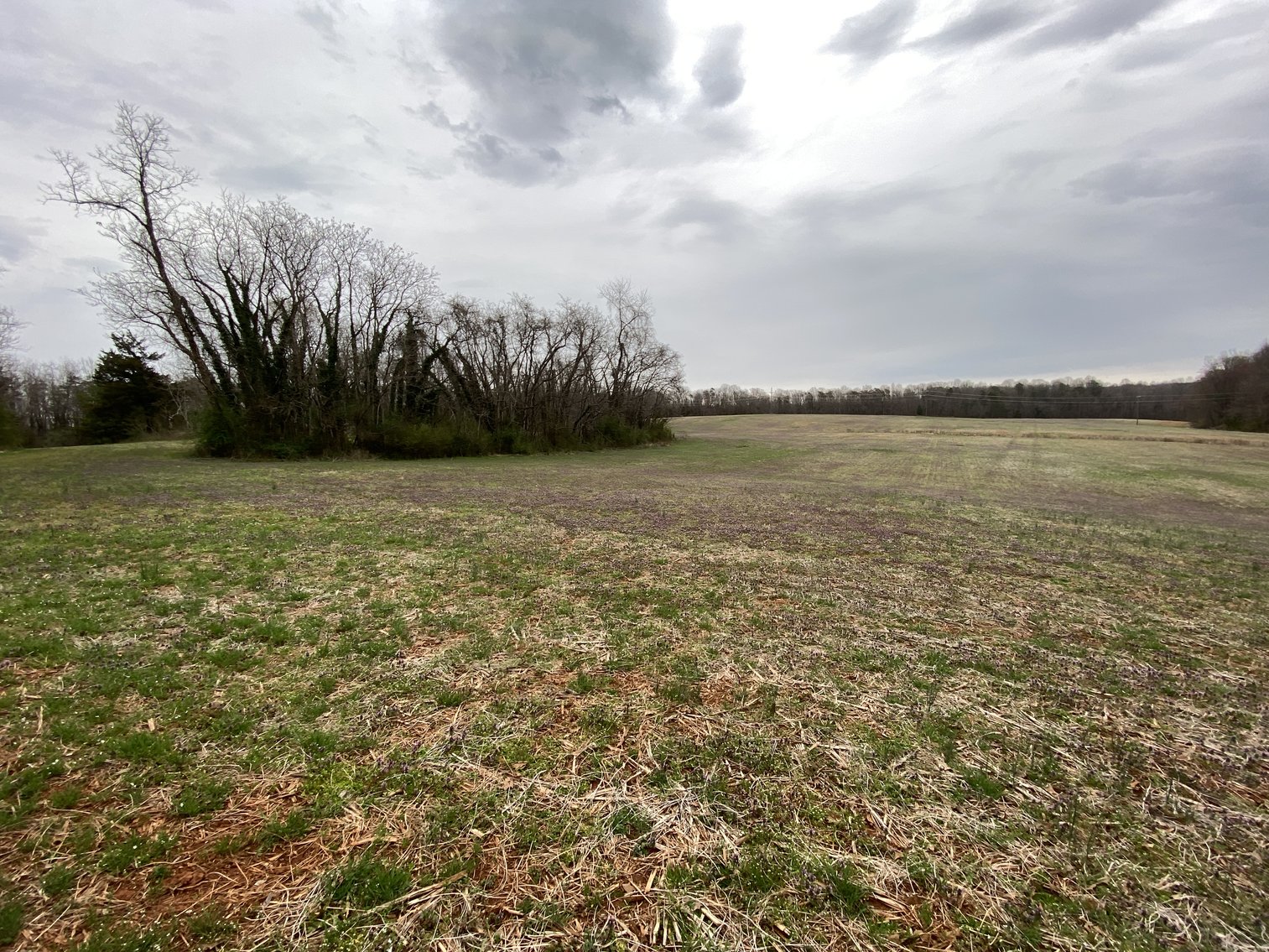 Image for 78.9 +/- Acres of Land in Madison County, VA--SELLING to the HIGHEST BIDDER!!