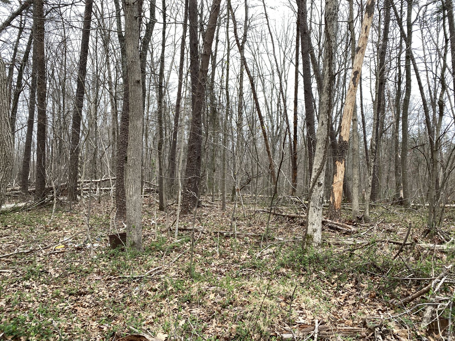 Image for 78.9 +/- Acres of Land in Madison County, VA--SELLING to the HIGHEST BIDDER!!