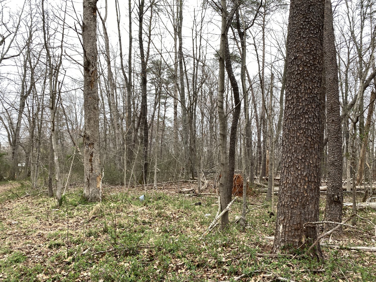 Image for 78.9 +/- Acres of Land in Madison County, VA--SELLING to the HIGHEST BIDDER!!