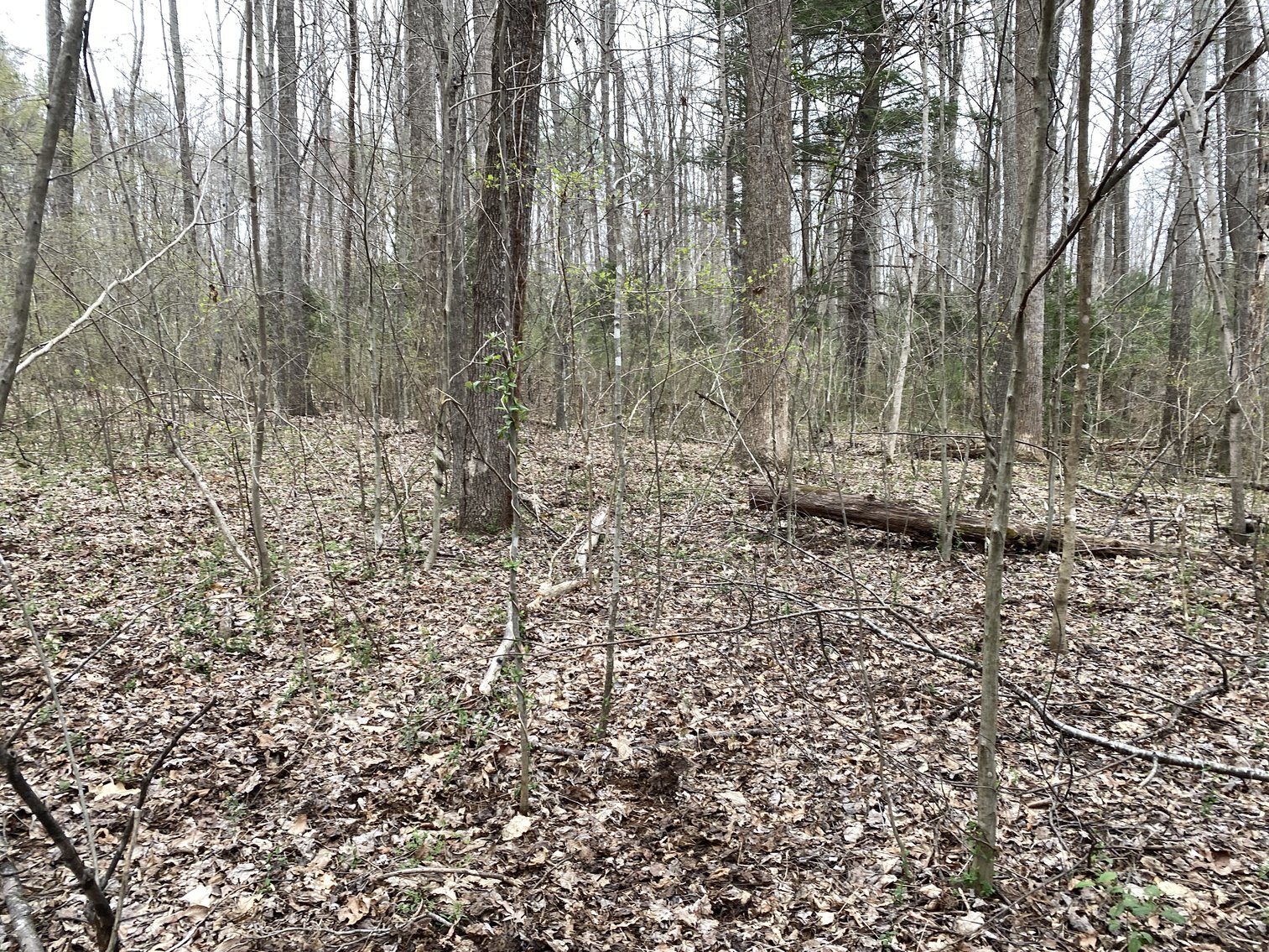 Image for 78.9 +/- Acres of Land in Madison County, VA--SELLING to the HIGHEST BIDDER!!