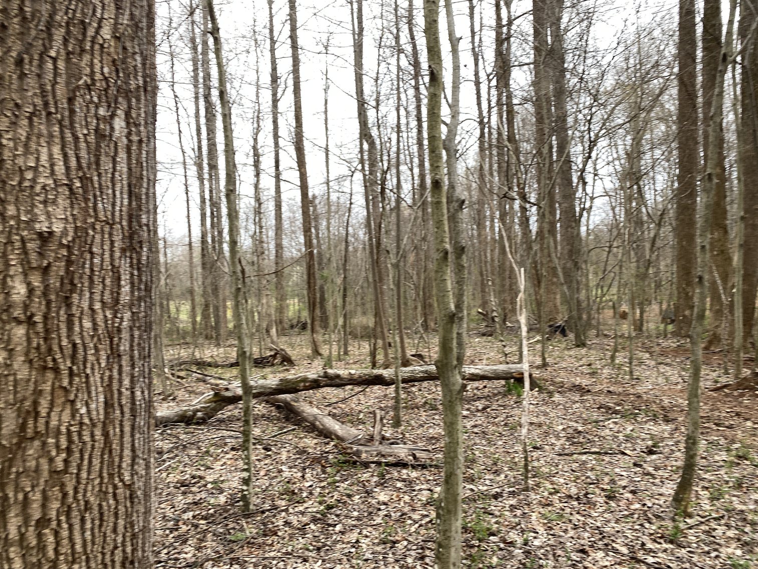 Image for 78.9 +/- Acres of Land in Madison County, VA--SELLING to the HIGHEST BIDDER!!