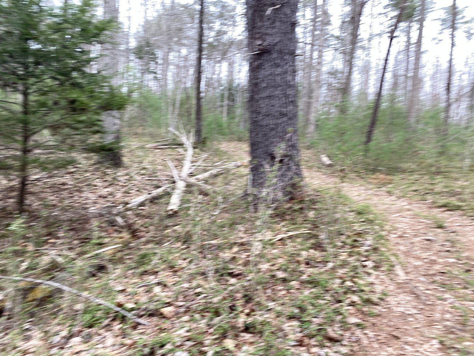 Image for 78.9 +/- Acres of Land in Madison County, VA--SELLING to the HIGHEST BIDDER!!