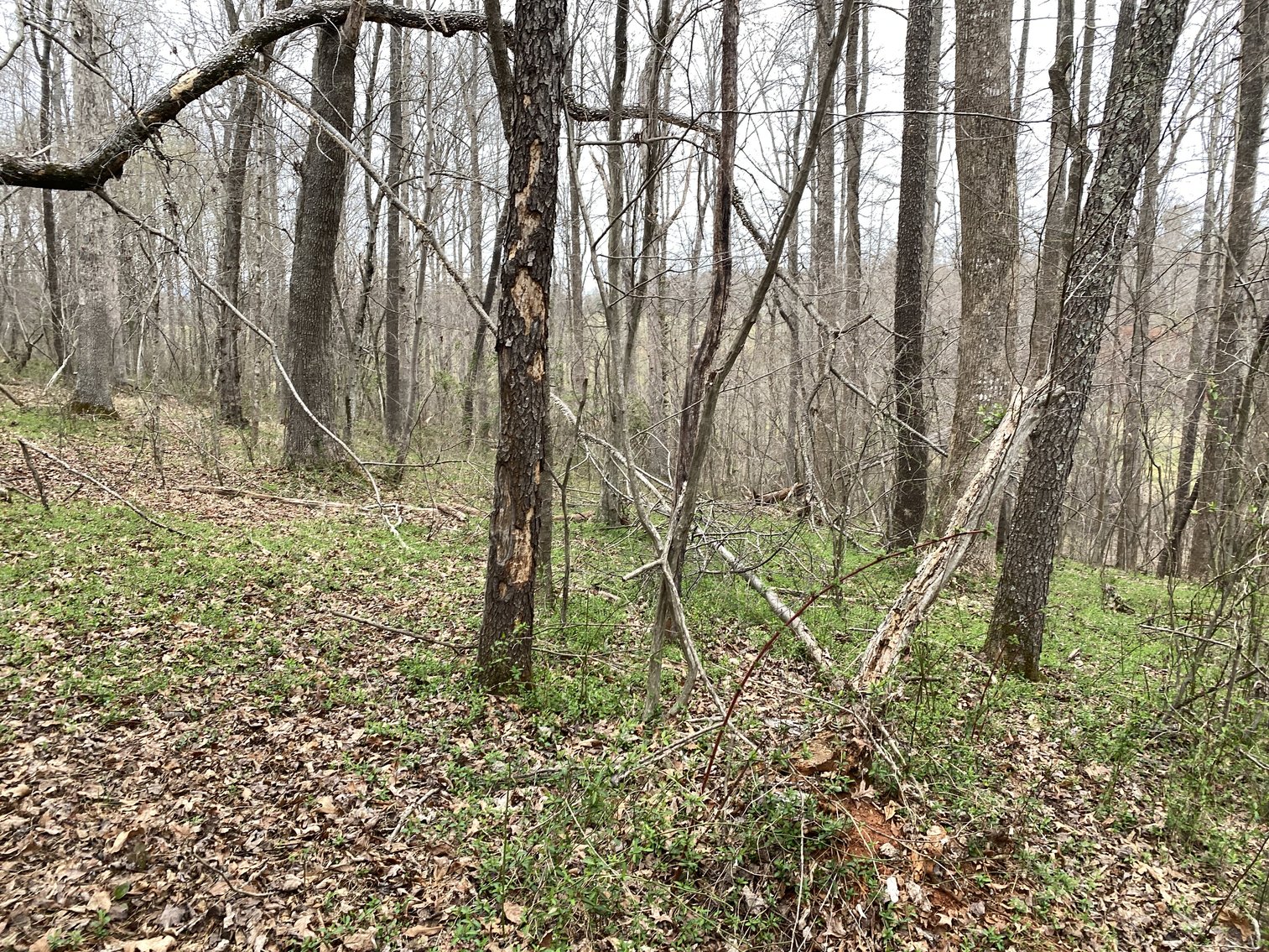 Image for 78.9 +/- Acres of Land in Madison County, VA--SELLING to the HIGHEST BIDDER!!