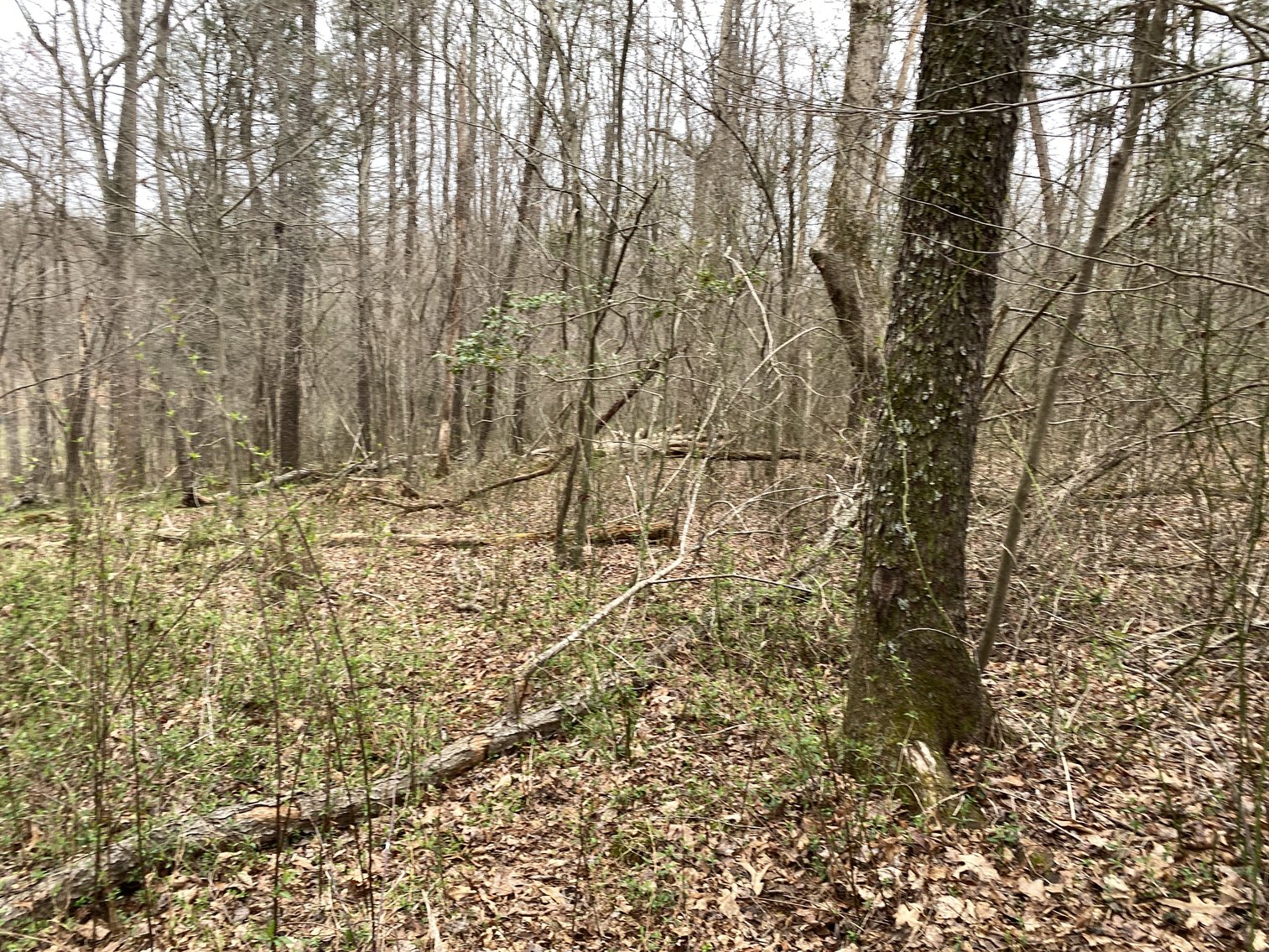 Image for 78.9 +/- Acres of Land in Madison County, VA--SELLING to the HIGHEST BIDDER!!