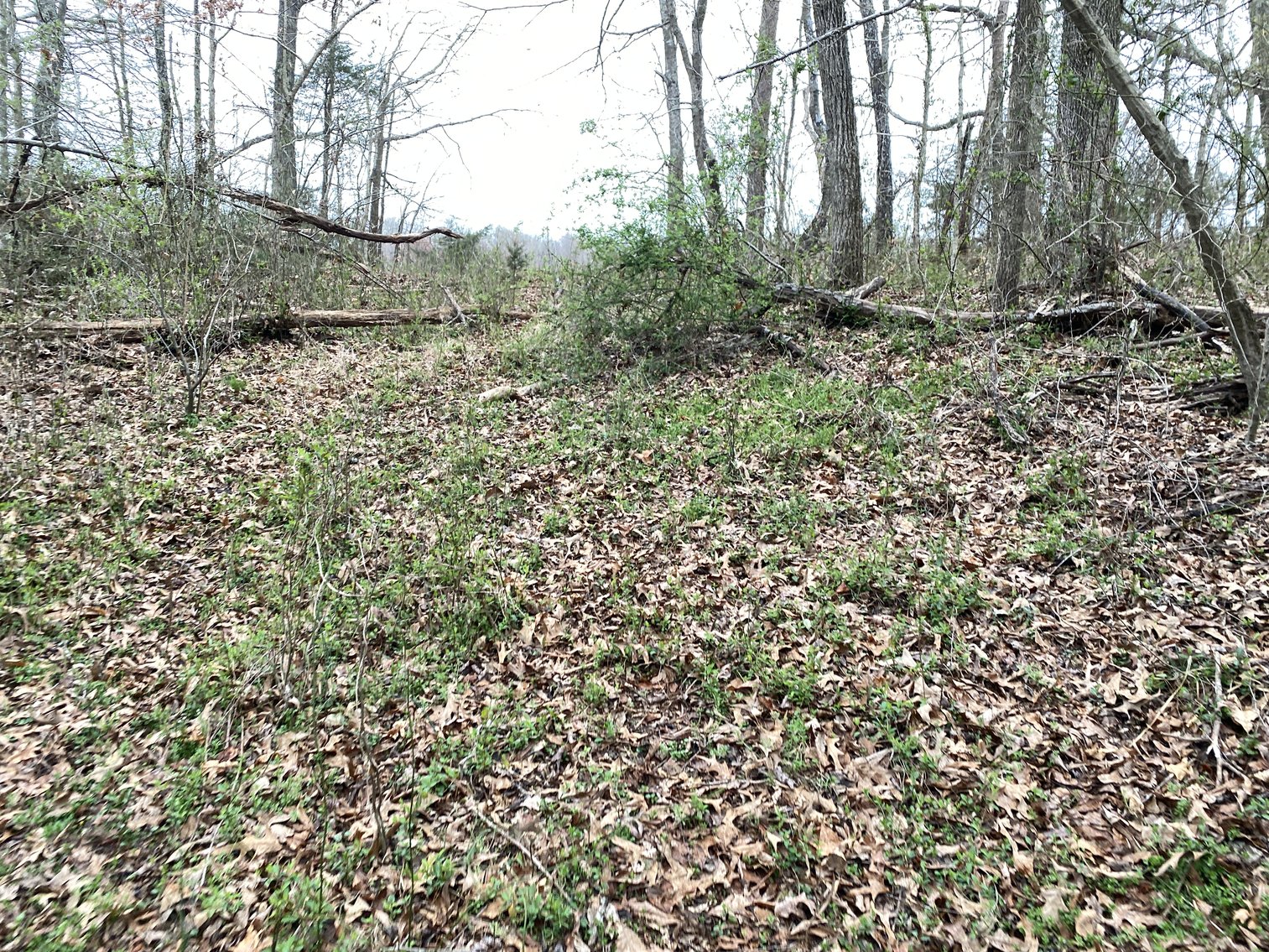 Image for 78.9 +/- Acres of Land in Madison County, VA--SELLING to the HIGHEST BIDDER!!