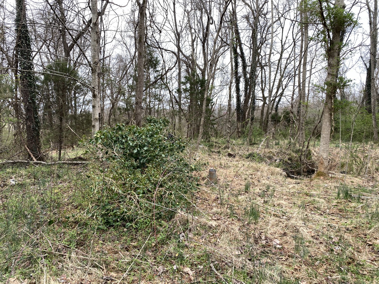 Image for 78.9 +/- Acres of Land in Madison County, VA--SELLING to the HIGHEST BIDDER!!