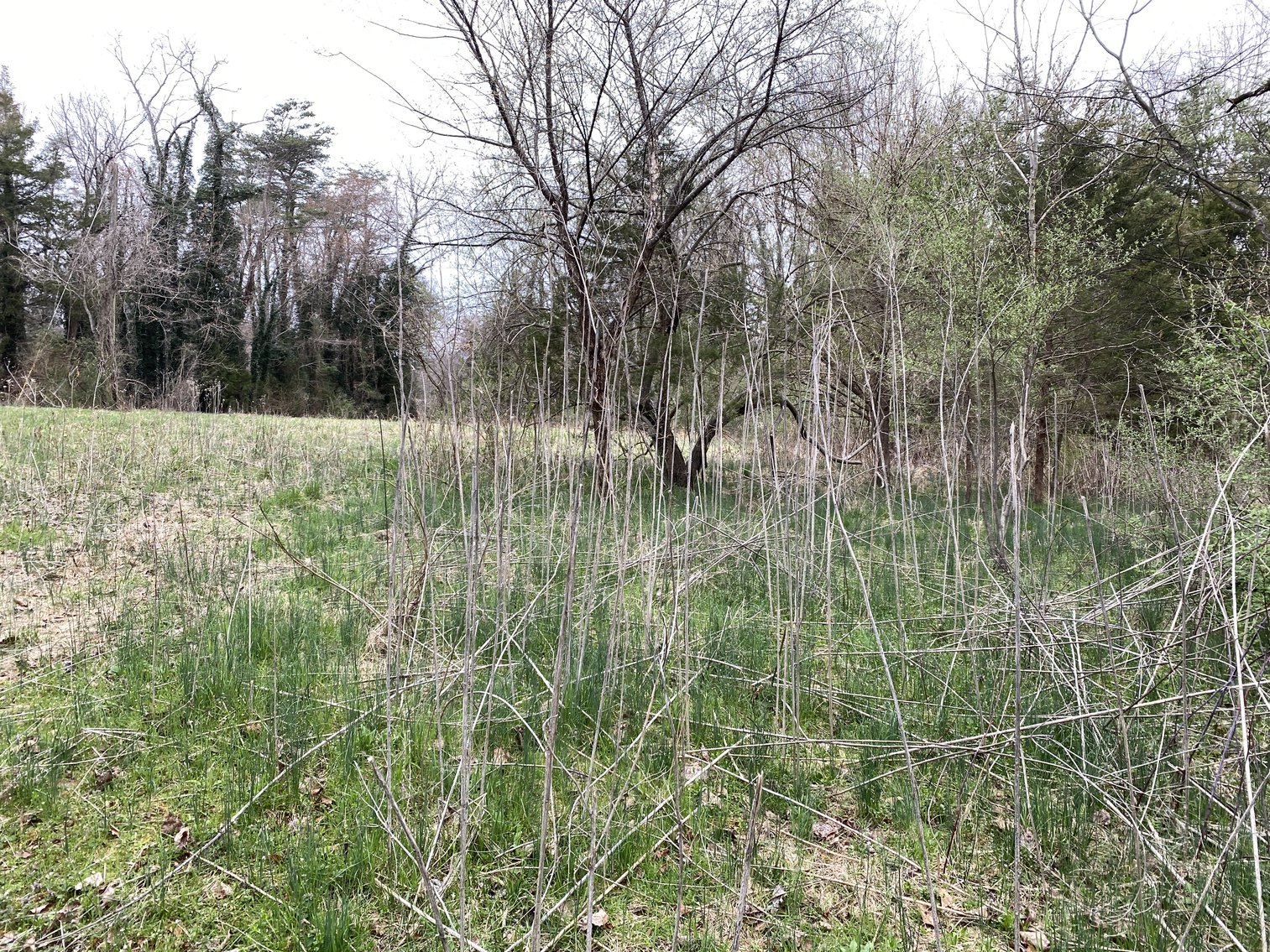 Image for 78.9 +/- Acres of Land in Madison County, VA--SELLING to the HIGHEST BIDDER!!