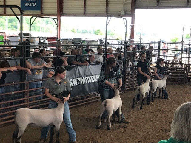 Image for 73rd Annual 4-H/FFA Fredericksburg Junior Livestock Show and Sale