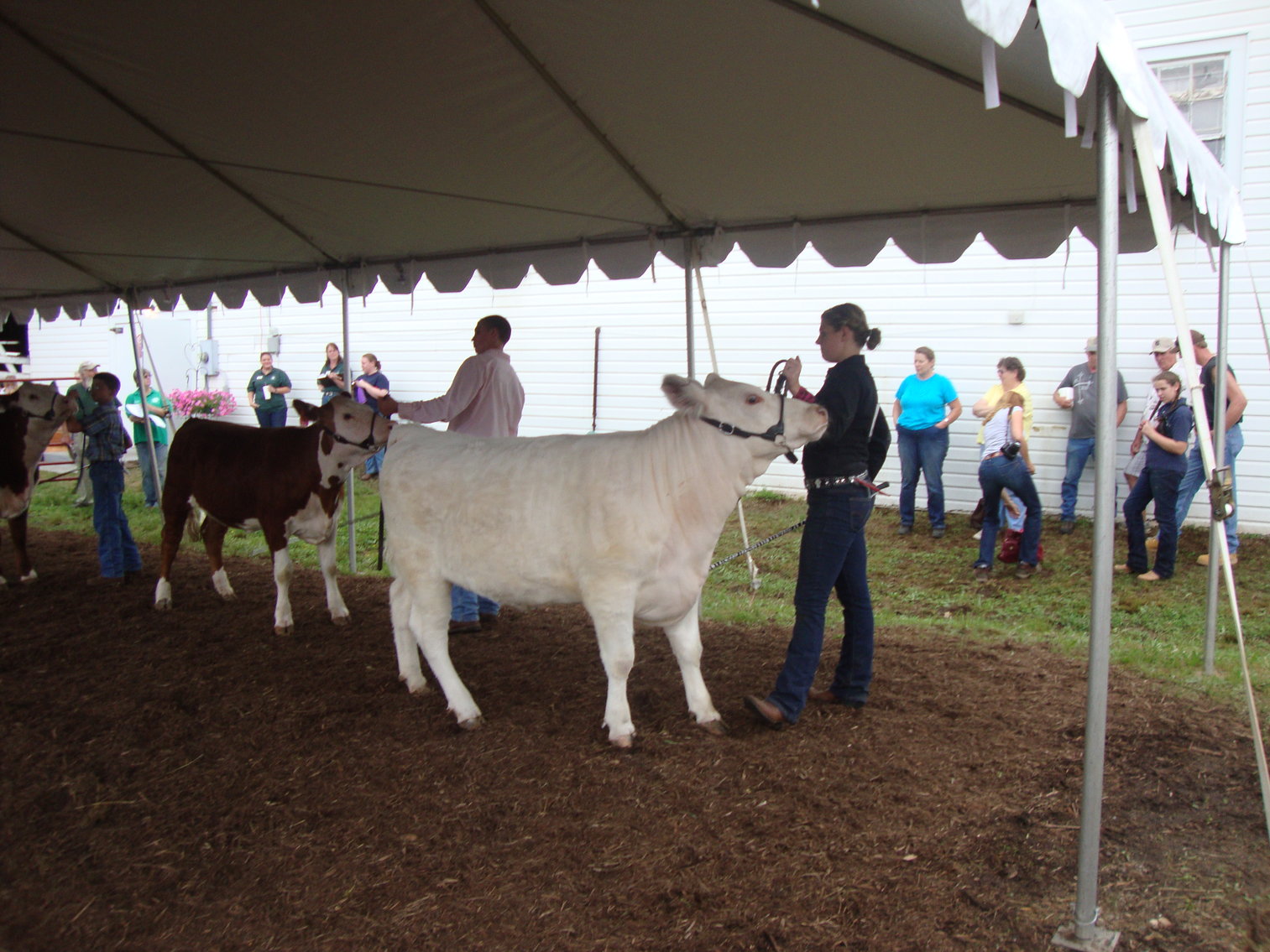 Image for 73rd Annual 4-H/FFA Fredericksburg Junior Livestock Show and Sale