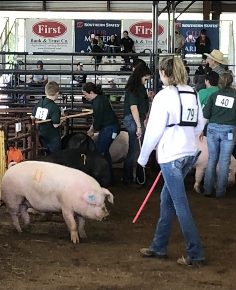 Image for 73rd Annual 4-H/FFA Fredericksburg Junior Livestock Show and Sale