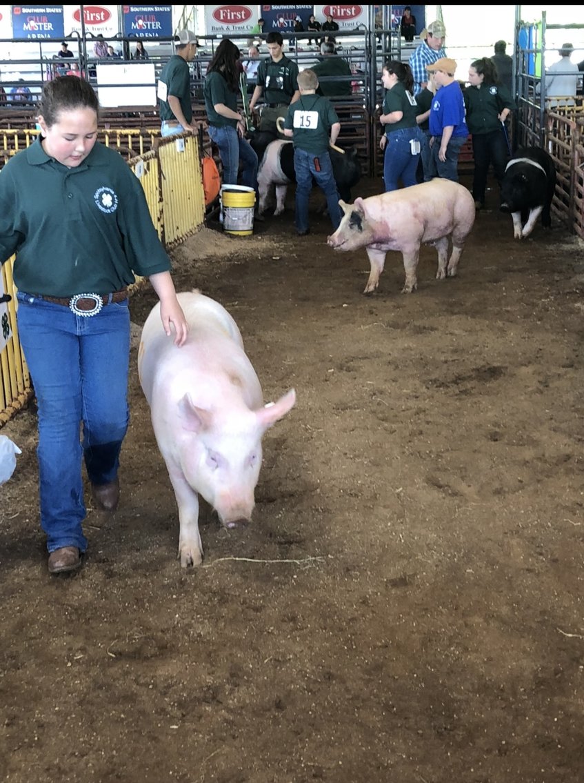 Image for 73rd Annual 4-H/FFA Fredericksburg Junior Livestock Show and Sale