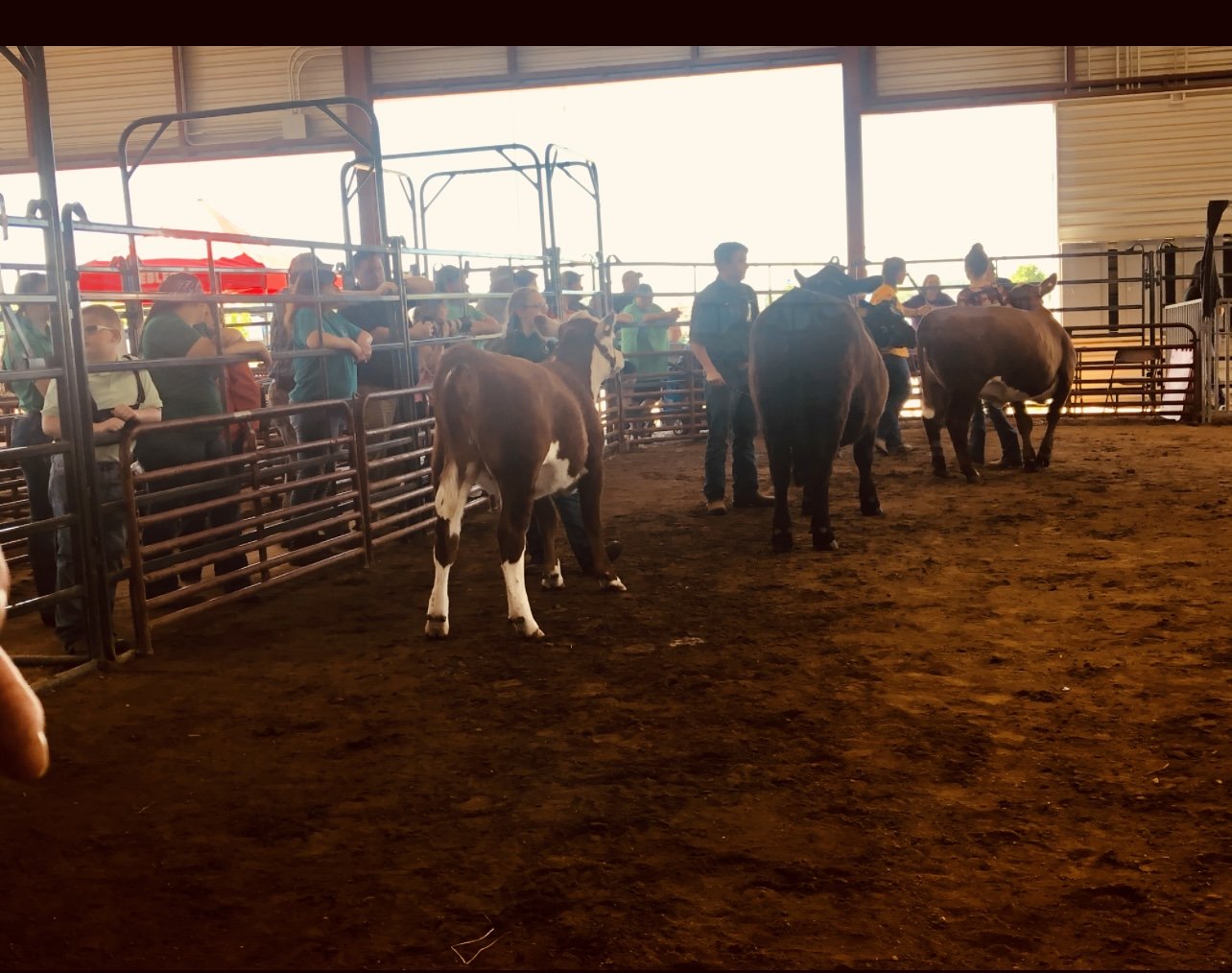 Image for 73rd Annual 4-H/FFA Fredericksburg Junior Livestock Show and Sale