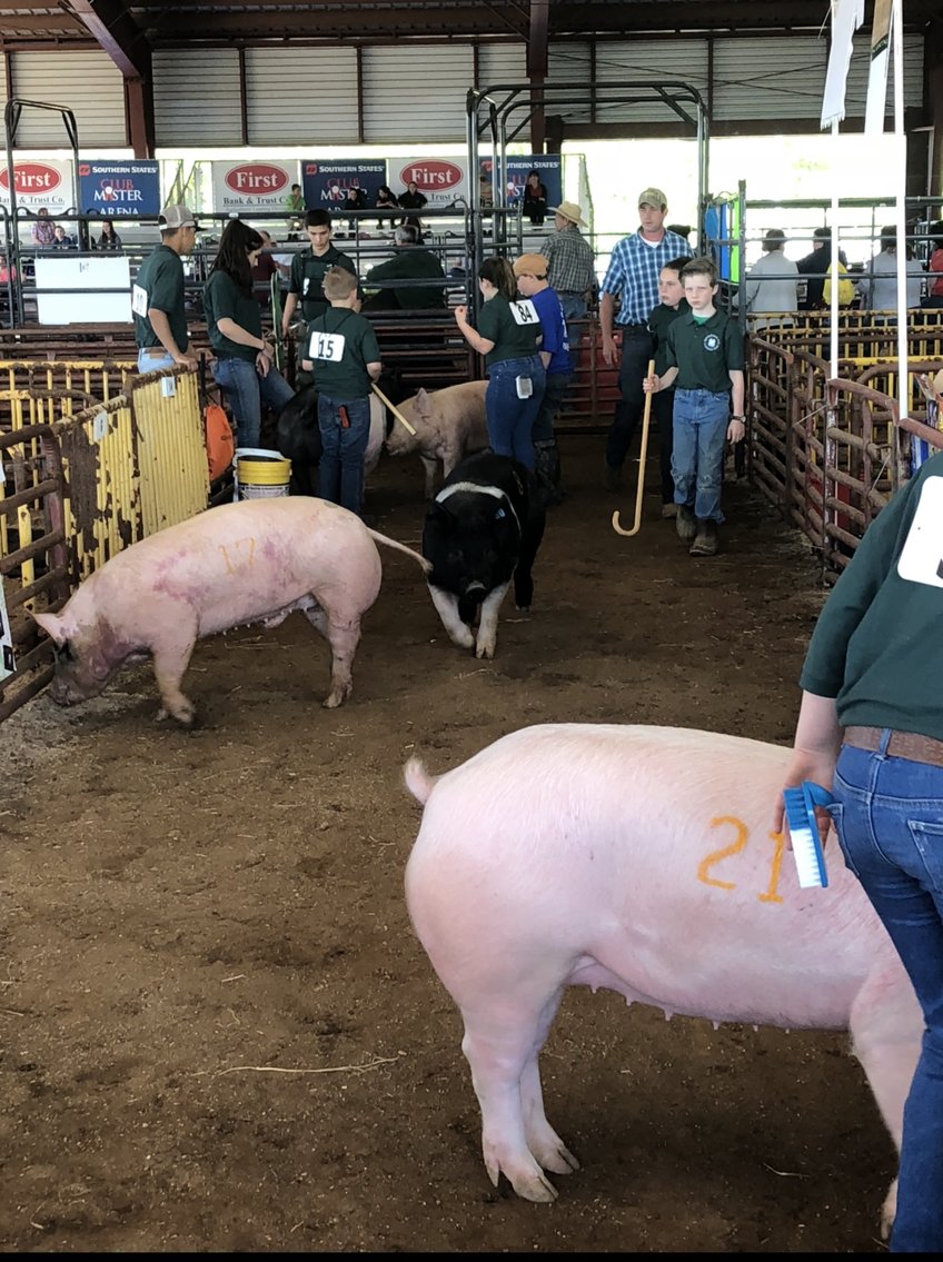 Image for 73rd Annual 4-H/FFA Fredericksburg Junior Livestock Show and Sale