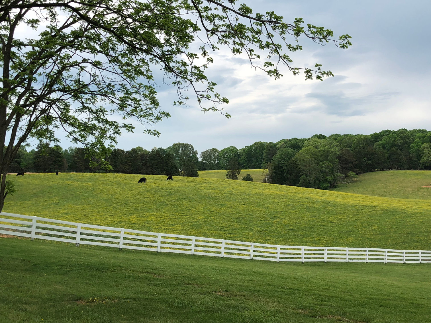 Image for 4 BR/2 BA Farm House, Barns, Fencing & 2 Ponds on 57.5 +/- Acres in Fauquier County, VA--SELLING to the HIGHEST BIDDER!!